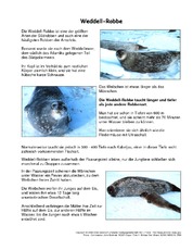 Weddell-Robbe-Steckbrief.pdf